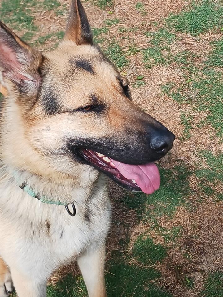 Broc, an adopted German Shepherd Dog in Green bay , WI image 4/6