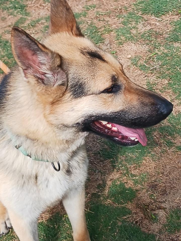 Broc, an adopted German Shepherd Dog in Green bay , WI image 3/6