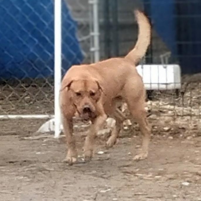 Mobi, a ADOPTABLE mixed breed in Carson, MS image 1/4