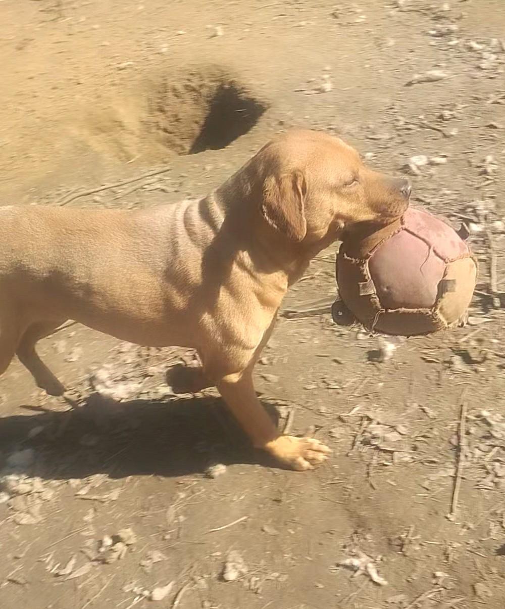 Mobi, a ADOPTABLE Labrador Retriever in Carson, MS image 2/3