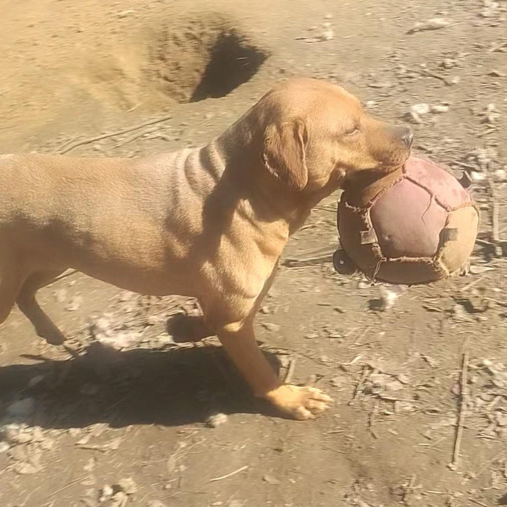 Enlarge Mobi, a ADOPTABLE Labrador Retriever in Carson, MS image 2/3
