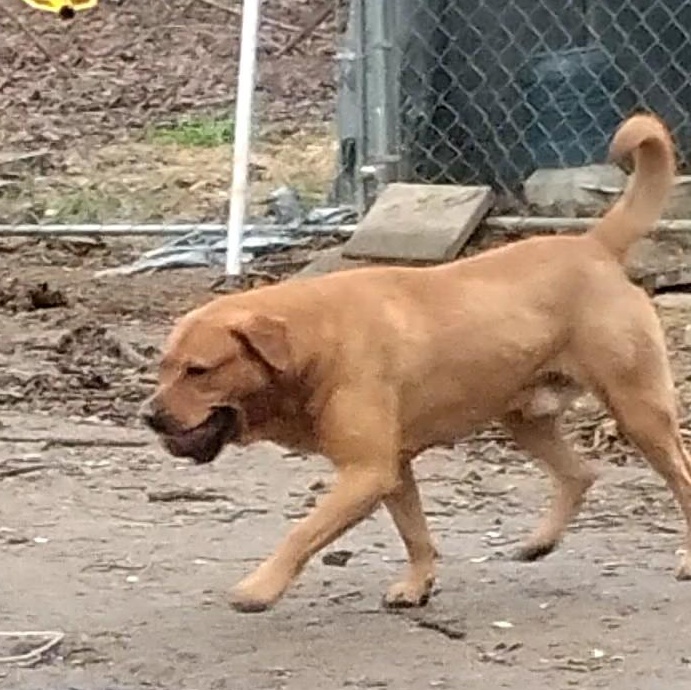 Mobi, a ADOPTABLE mixed breed in Carson, MS image 4/4