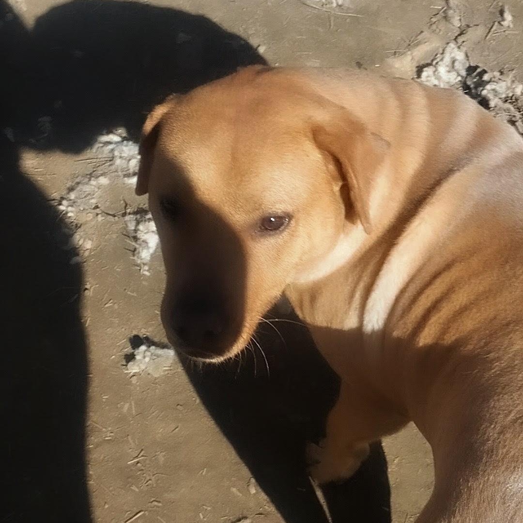 Enlarge Mobi, a ADOPTABLE Labrador Retriever in Carson, MS image 3/3