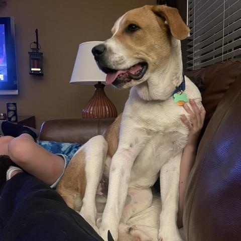 Enlarge Hector, an adopted mixed breed in Aspen, CO image 5/6