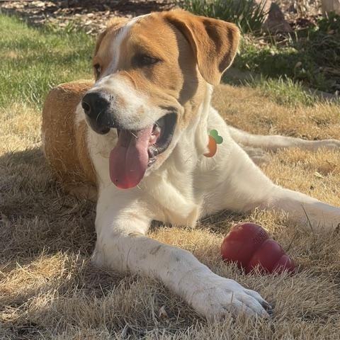 Enlarge Hector, an adopted mixed breed in Aspen, CO image 3/6