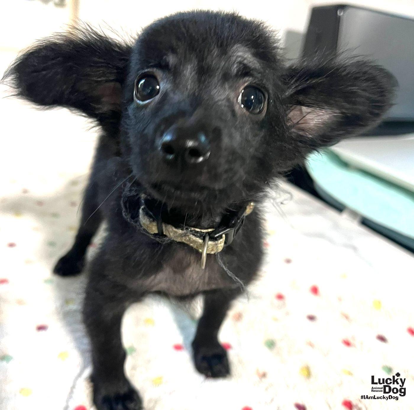 Bambina, Adopted, Puppy Female Chihuahua.