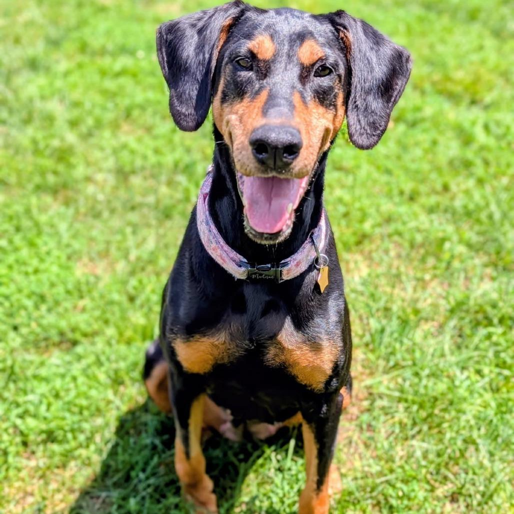 7800 Madison - I'm a SSNAP Dog, Adoptable, Adult Female Doberman Pinscher.