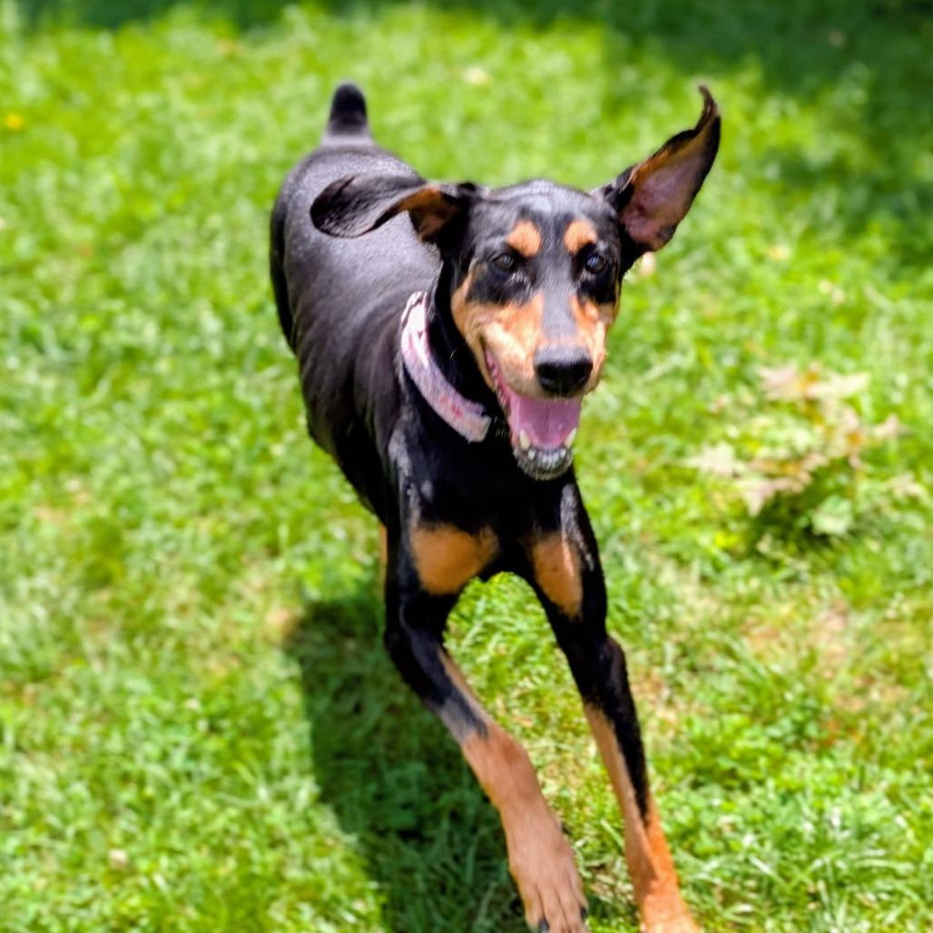 Enlarge 7800 Madison - I'm a SSNAP Dog, a Adoptable Doberman Pinscher in Sandown, NH image 2/4