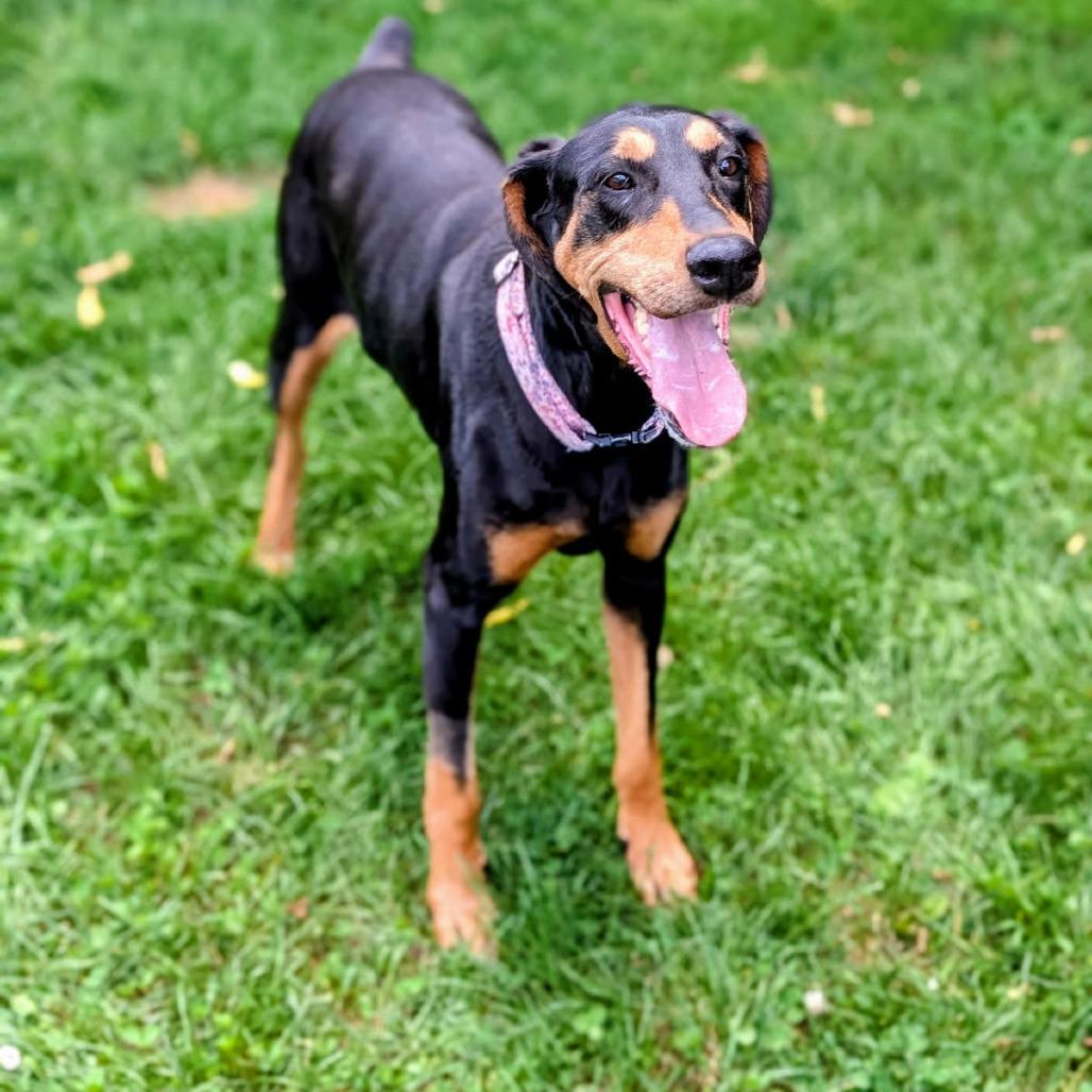 Enlarge 7800 Madison - I'm a SSNAP Dog, a Adoptable Doberman Pinscher in Sandown, NH image 3/4