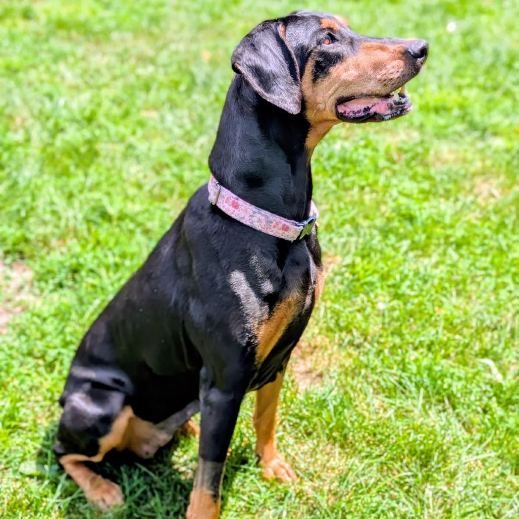 Enlarge 7800 Madison - I'm a SSNAP Dog, a Adoptable Doberman Pinscher in Sandown, NH image 4/4