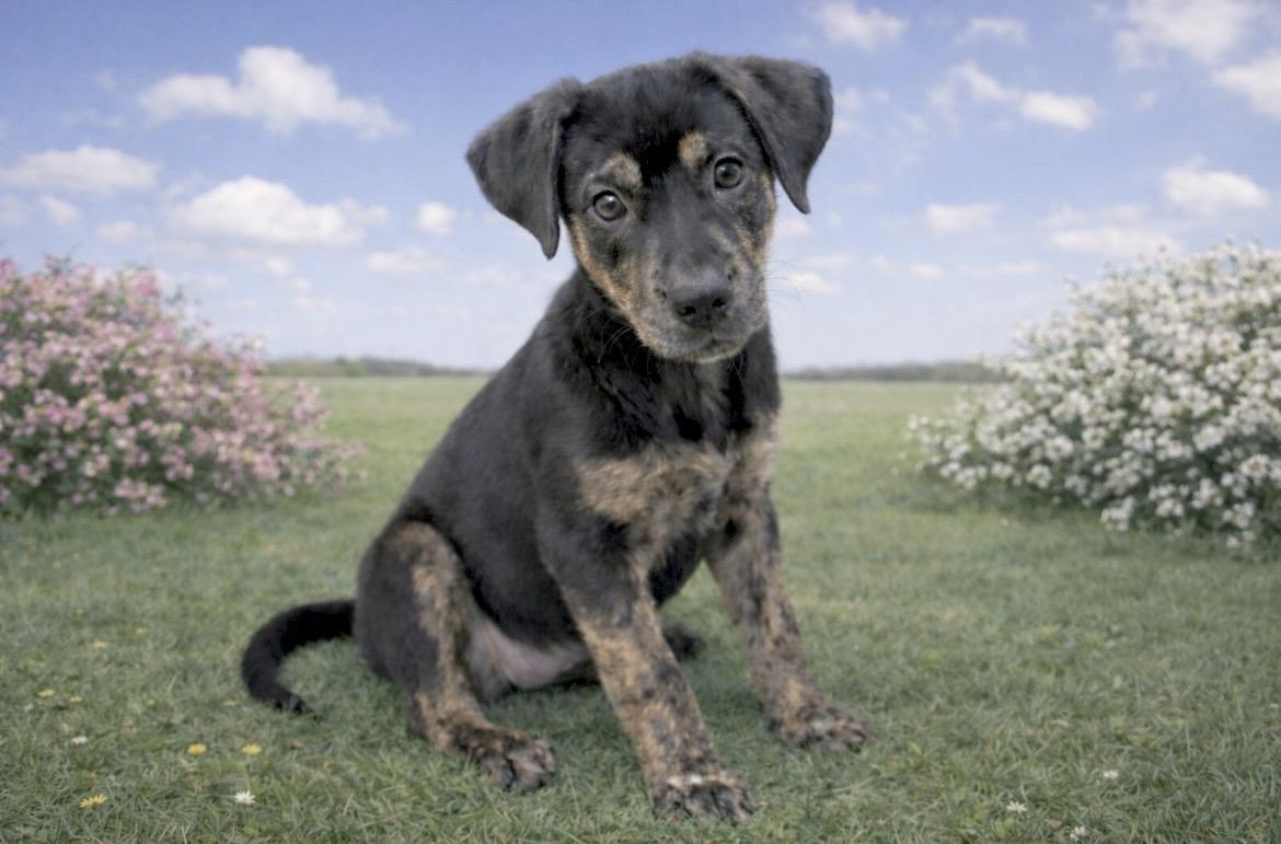 Enlarge Maria, a Adoptable mixed breed in Chestertown, MD image 5/6