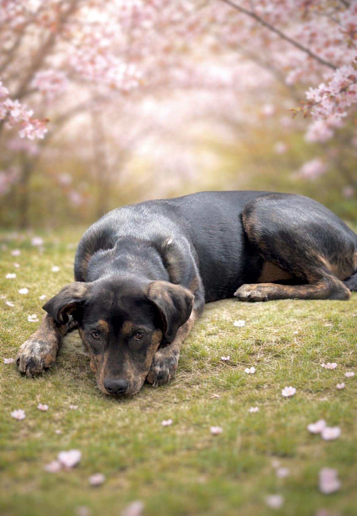 Maria, Adoptable, Puppy Female Hound.