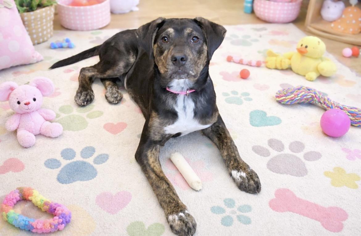 Enlarge Maria, a Adoptable mixed breed in Chestertown, MD image 3/6