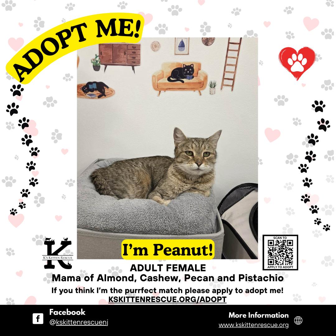 Peanut, ADOPTABLE, Adult Female Domestic Short Hair.