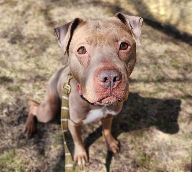 CLEO, Adoptable, Adult Female Pit Bull Terrier & Mixed Breed.