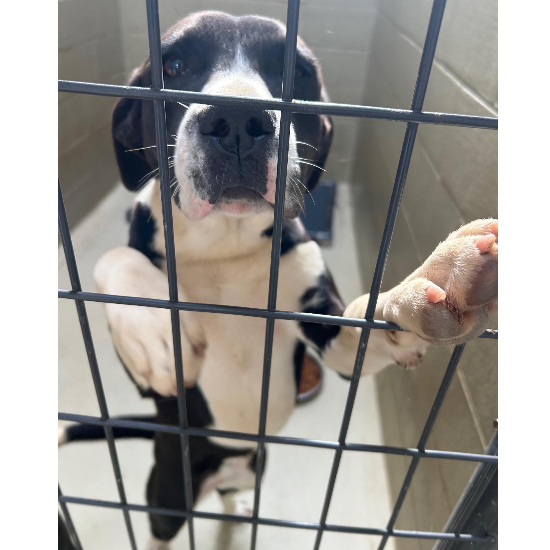 Dazzle, Adoptable, Young Female Black Labrador Retriever & Jack Russell Terrier.