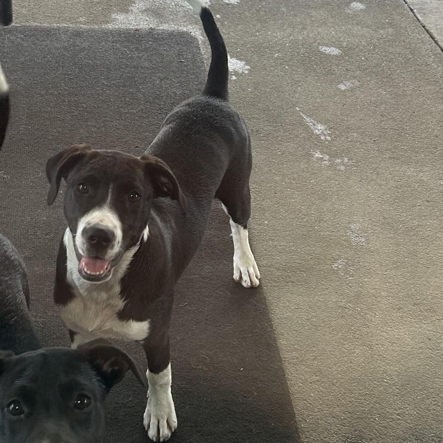 Enlarge Dazzle, a Adoptable mixed breed in Clarksville, VA image 3/6