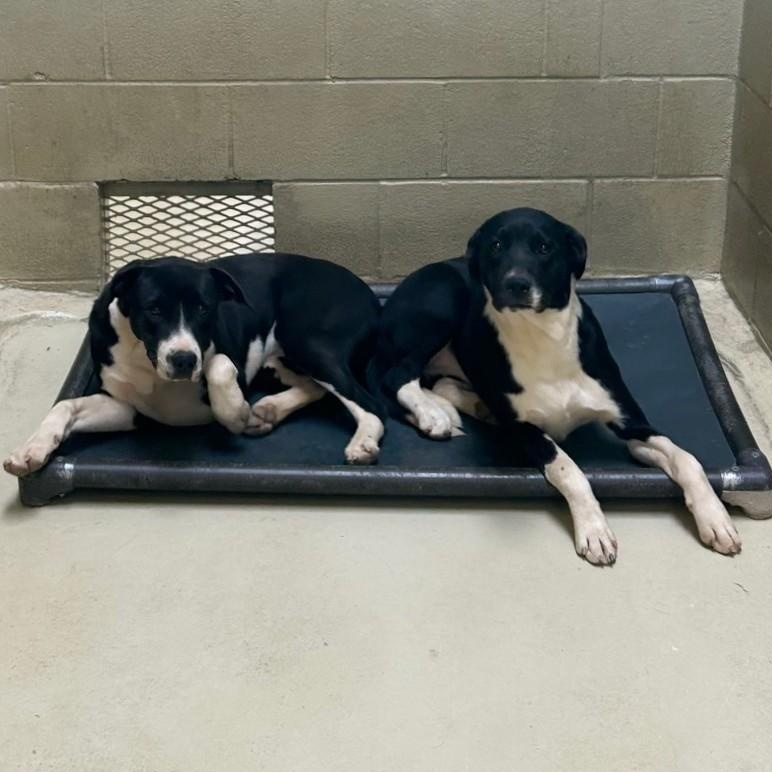 Enlarge Dazzle, a Adoptable mixed breed in Clarksville, VA image 5/6