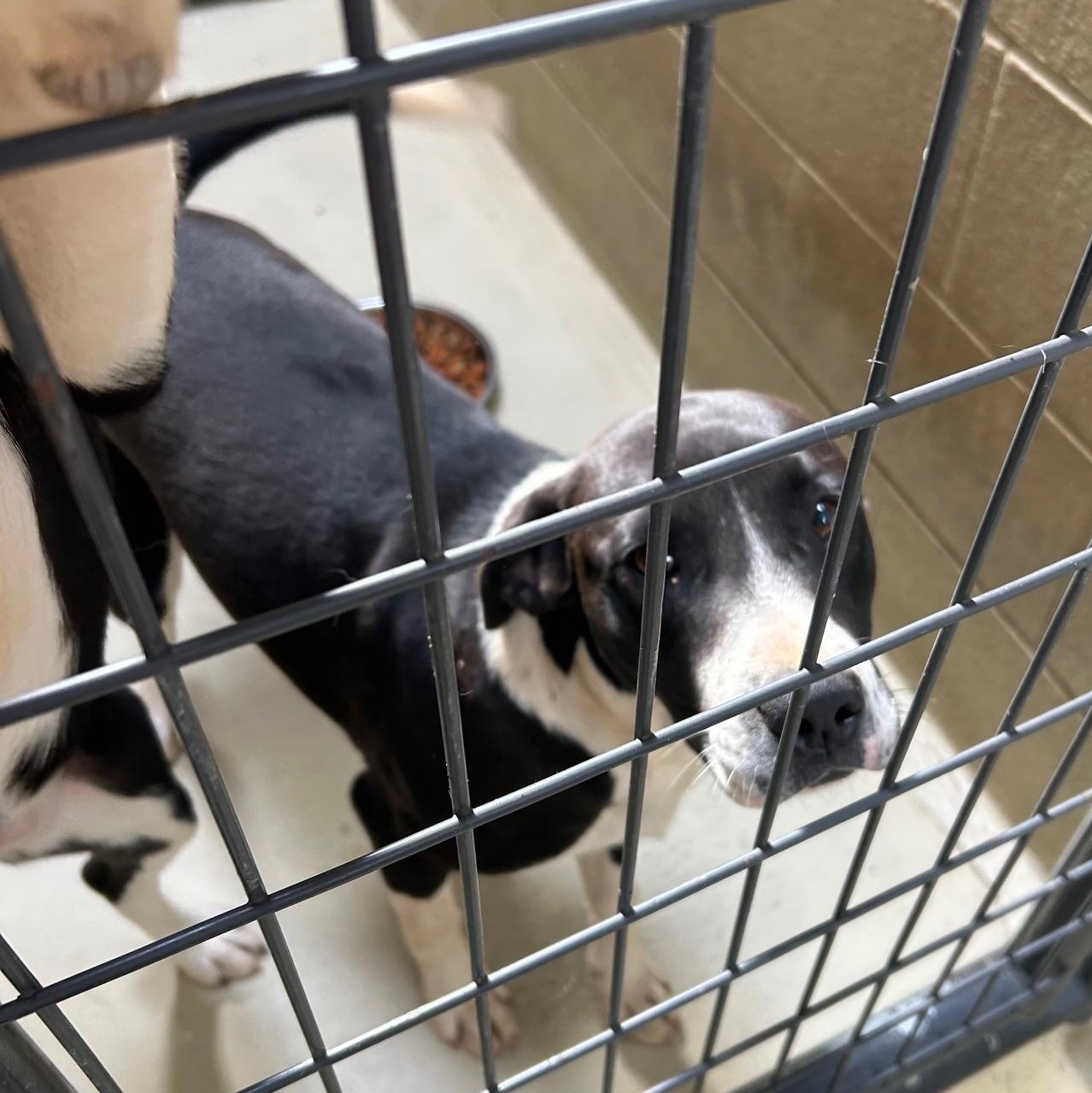 Enlarge Dazzle, a Adoptable mixed breed in Clarksville, VA image 6/6