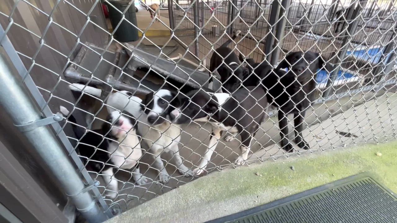 Enlarge Dazzle, a Adoptable mixed breed in Clarksville, VA video 4/6