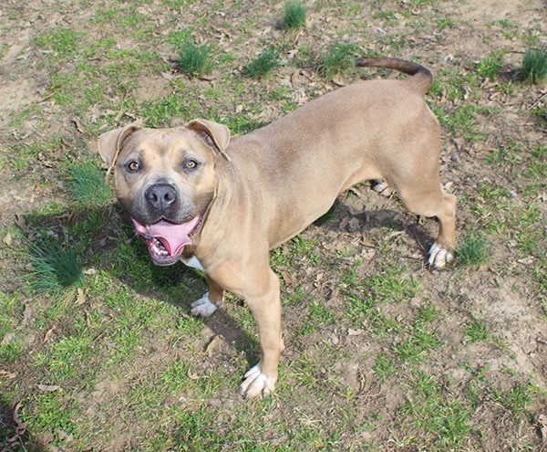 Sadie, an adoptable American Bulldog, Boxer in Marion, AR, 72364 | Photo Image 5