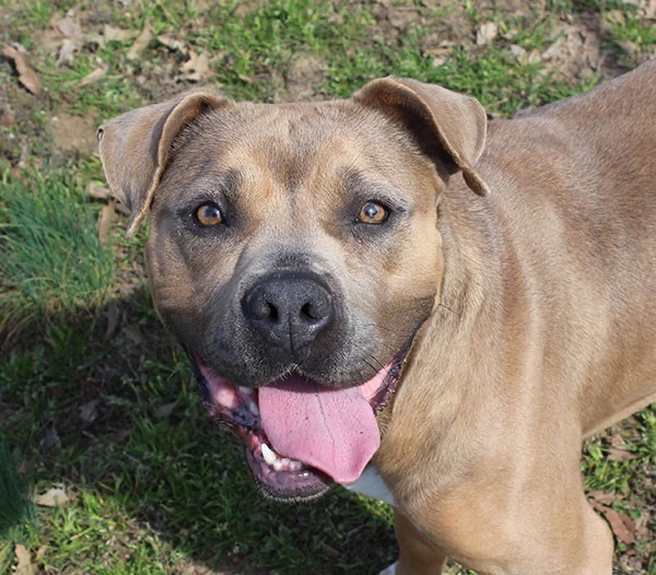 Sadie, Adoptable, Young Female American Bulldog & Boxer.