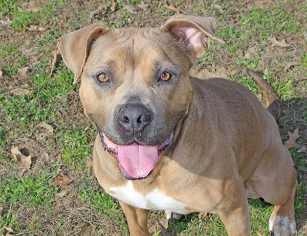 Sadie, an adoptable American Bulldog, Boxer in Marion, AR, 72364 | Photo Image 2