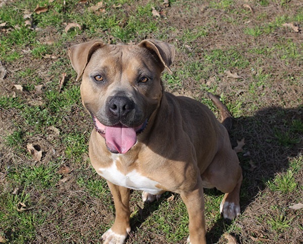 Sadie, an adoptable American Bulldog, Boxer in Marion, AR, 72364 | Photo Image 3