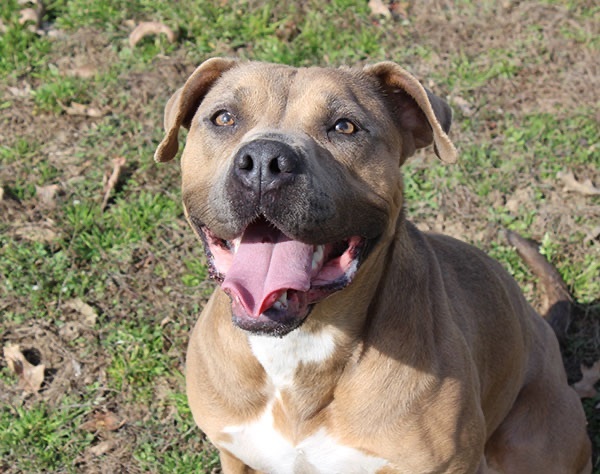 Sadie, an adoptable American Bulldog, Boxer in Marion, AR, 72364 | Photo Image 4