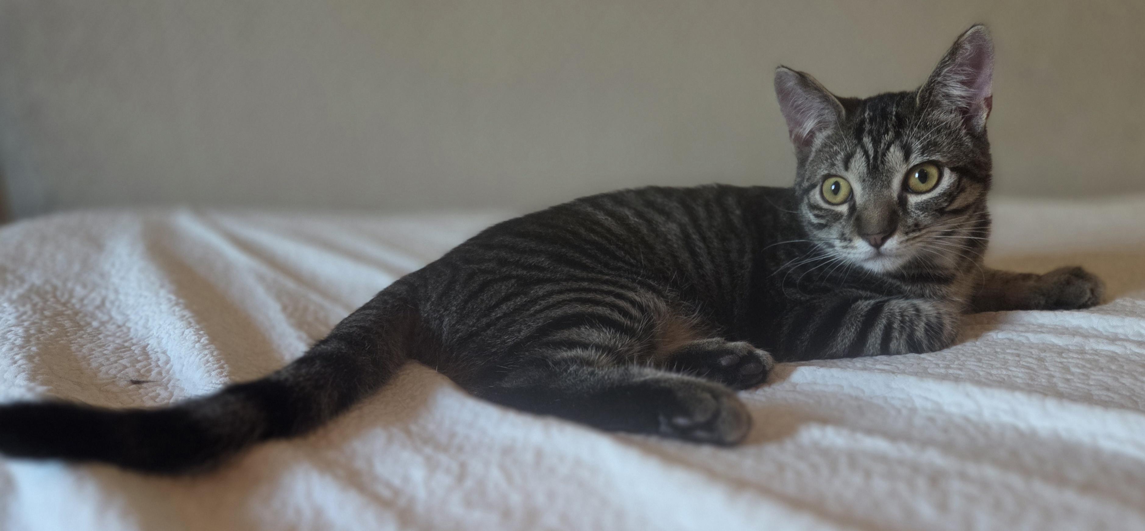 Enlarge Weetabix, a Adoptable Domestic Short Hair in Woodbridge, VA image 2/3