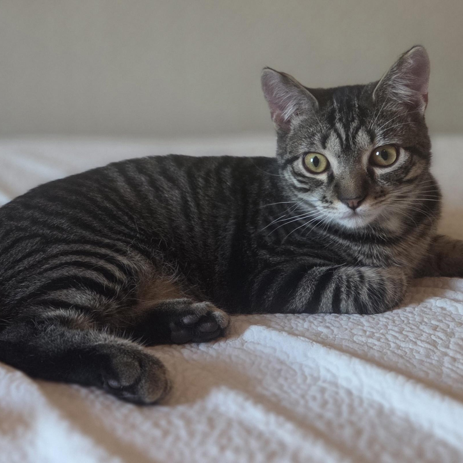 Weetabix, Adoptable, Kitten Male Domestic Short Hair.