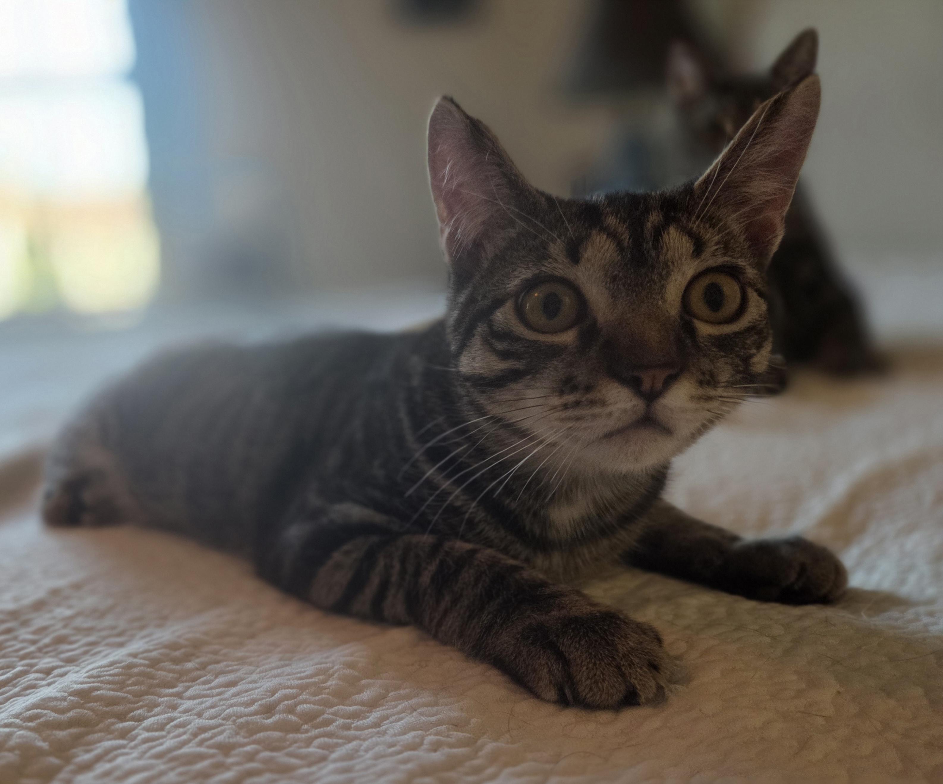 Enlarge Weetabix, a Adoptable Domestic Short Hair in Woodbridge, VA image 3/3