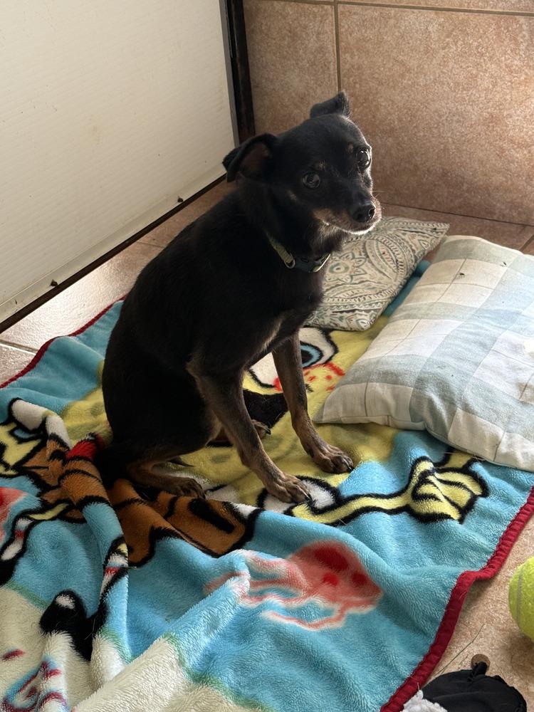 Spike 2, a Adoptable mixed breed image 1/3