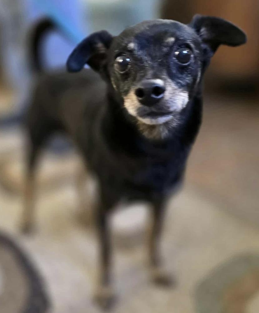 Spike 2, a Adoptable mixed breed image 2/3