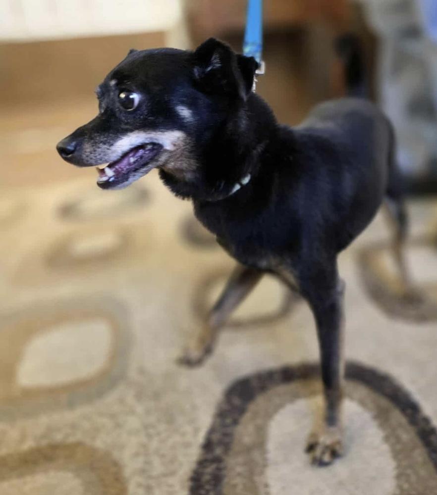 Spike 2, a Adoptable mixed breed image 3/3