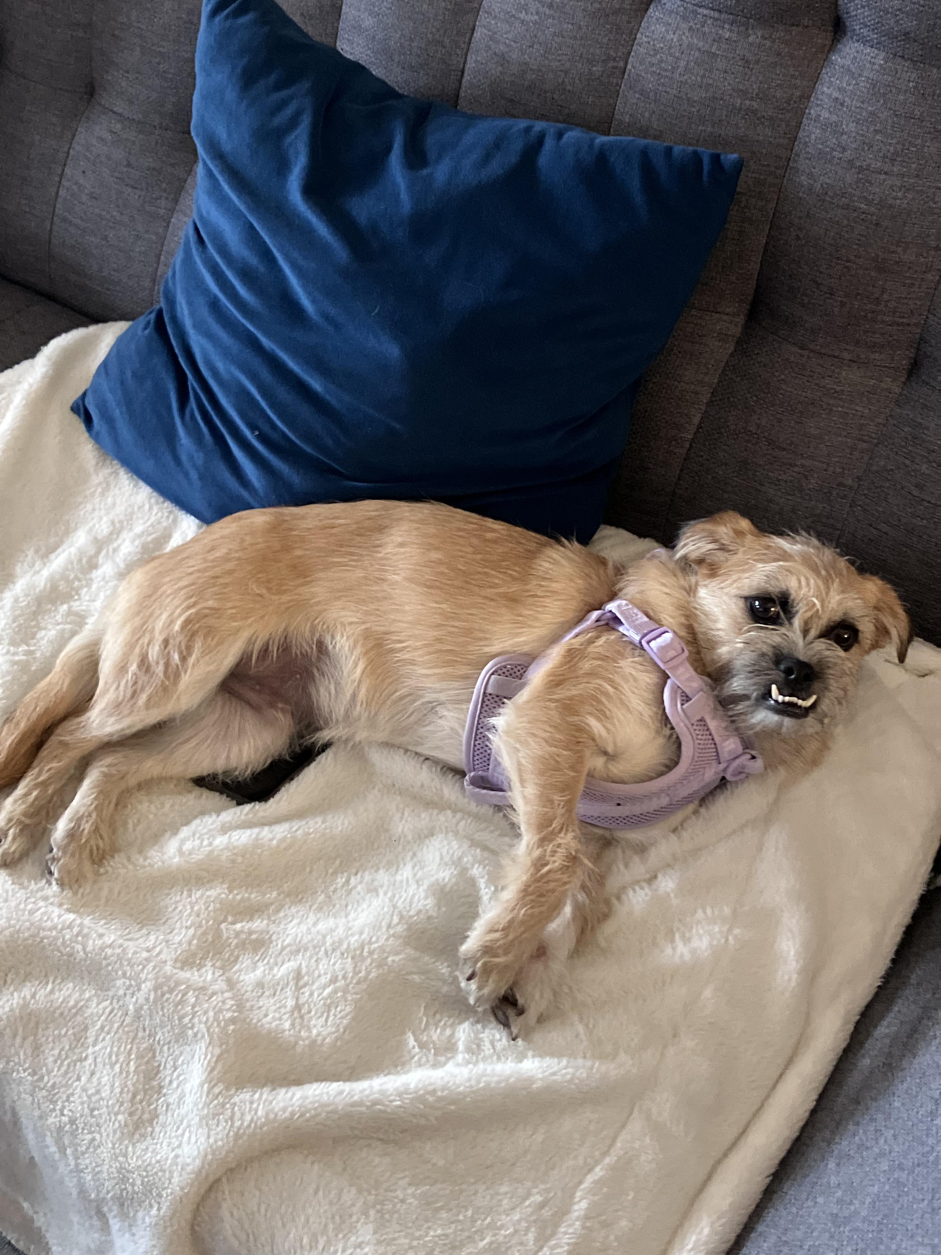 Enlarge Monterey, a ADOPTABLE mixed breed in Owen Sound, ON image 3/4