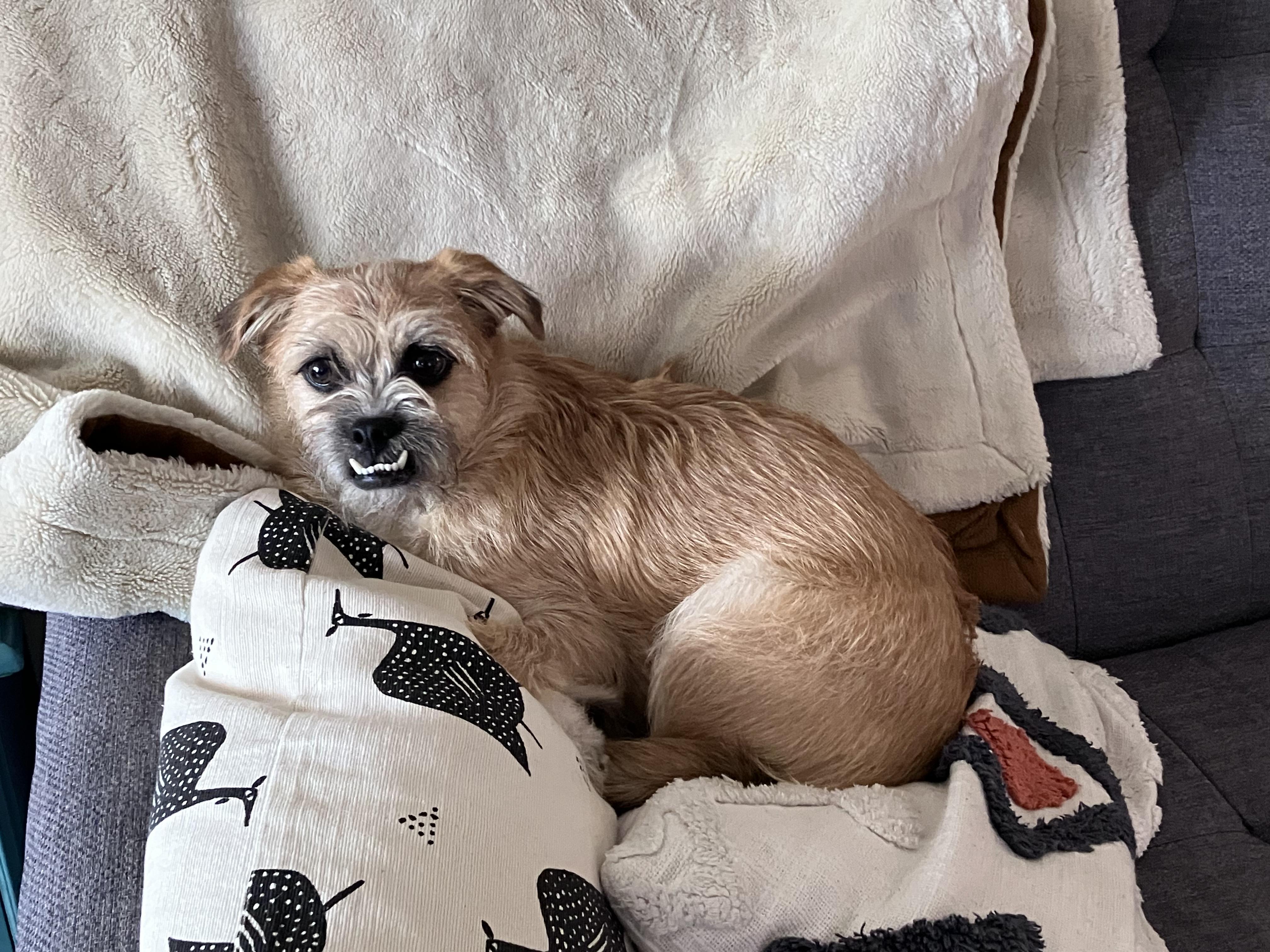 Enlarge Monterey, a ADOPTABLE mixed breed in Owen Sound, ON image 2/4