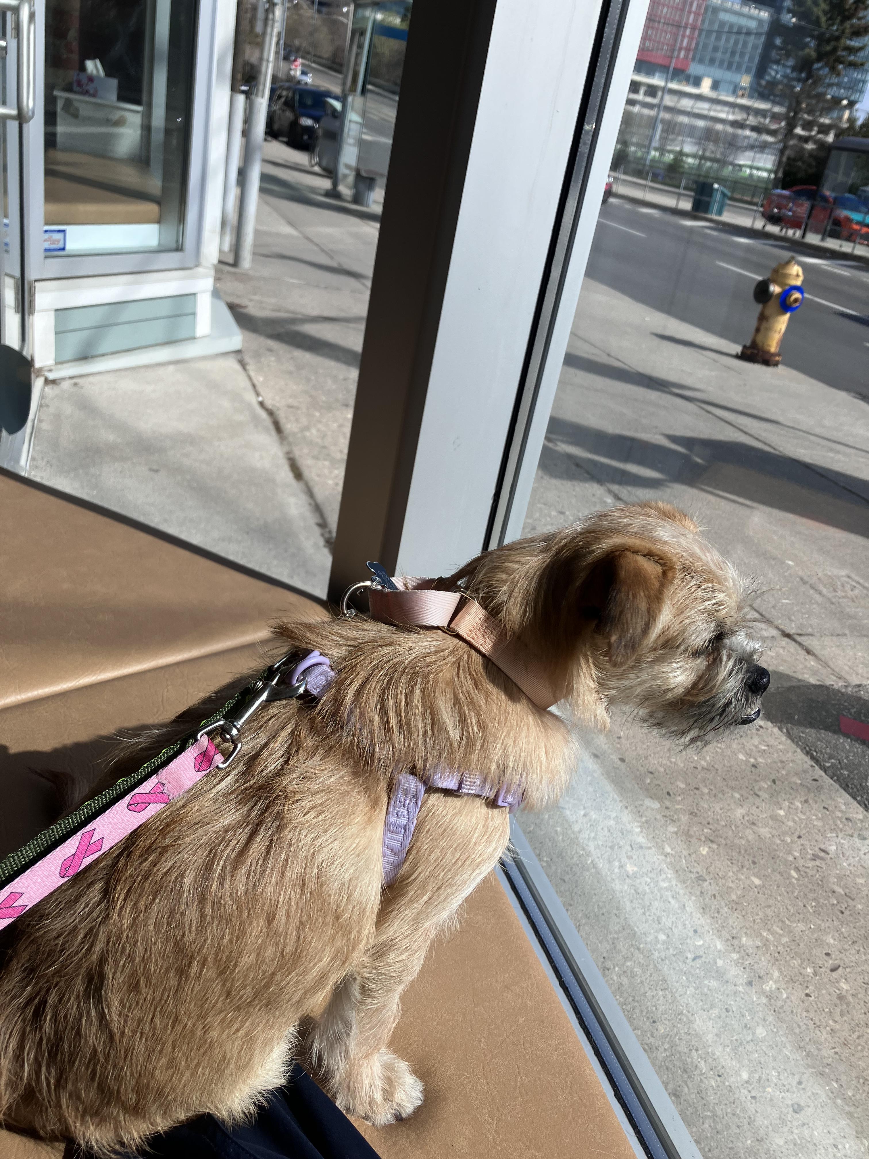 Enlarge Monterey, a ADOPTABLE mixed breed in Owen Sound, ON image 4/4