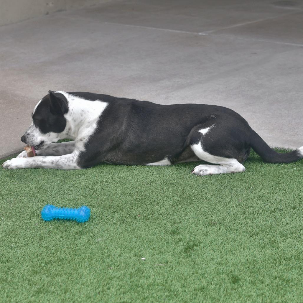 Enlarge Turnip, a Adoptable mixed breed in Ottawa, KS image 1/2
