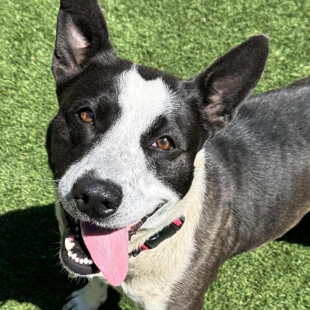 Turnip, Adoptable, Adult Female Cattle Dog & Mixed Breed.