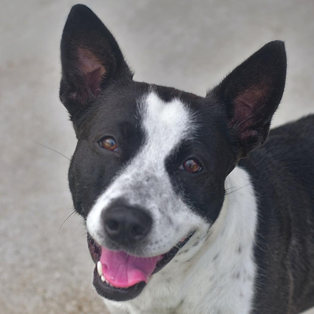 Enlarge Turnip, a Adoptable mixed breed in Ottawa, KS image 2/2