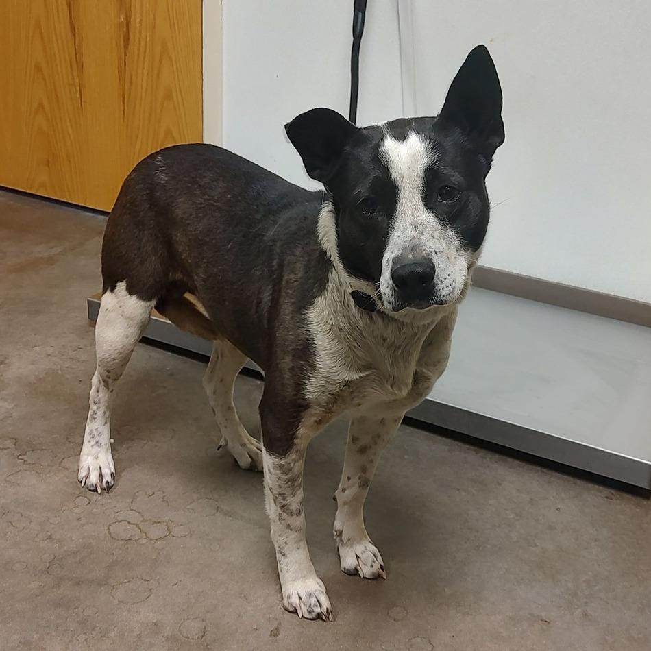 Turnip, a Adoptable mixed breed in Ottawa, KS image 2/2
