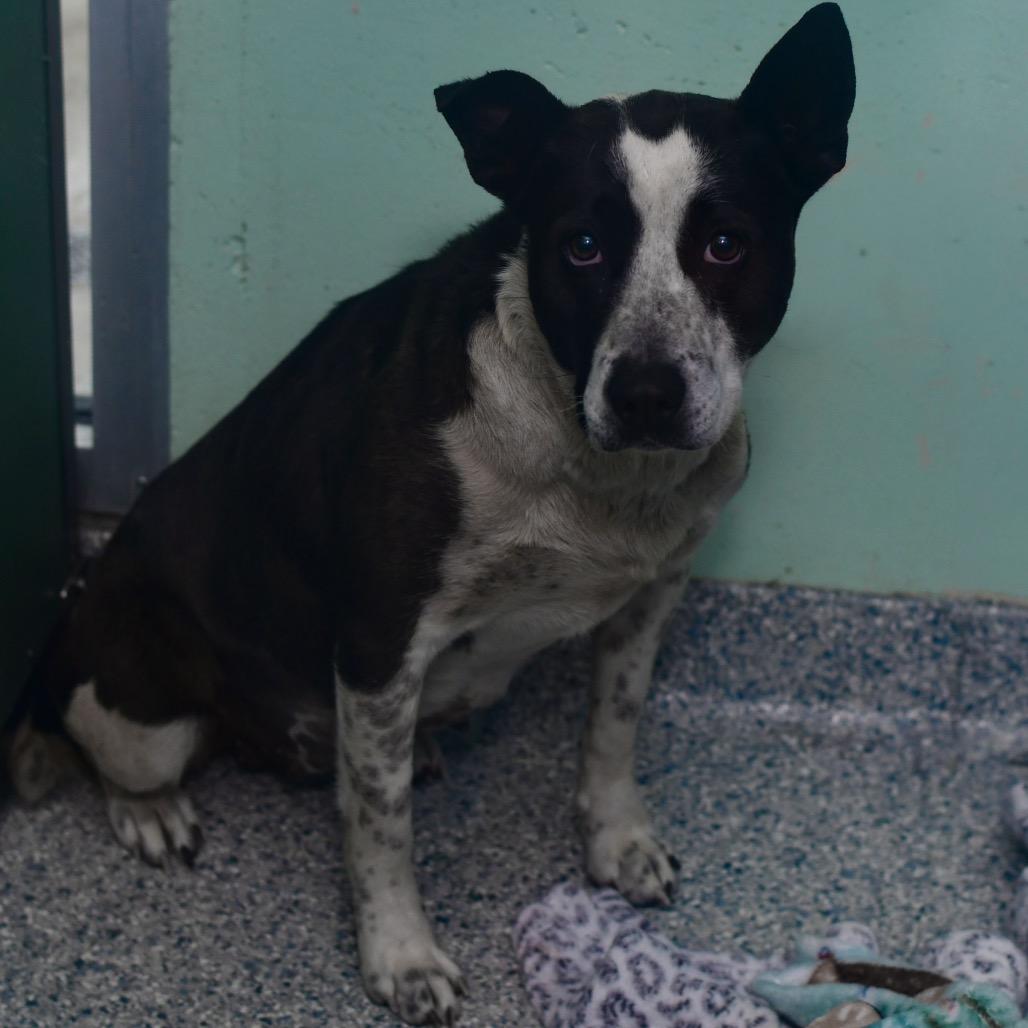 Enlarge Turnip, a Adoptable mixed breed in Ottawa, KS image 1/2