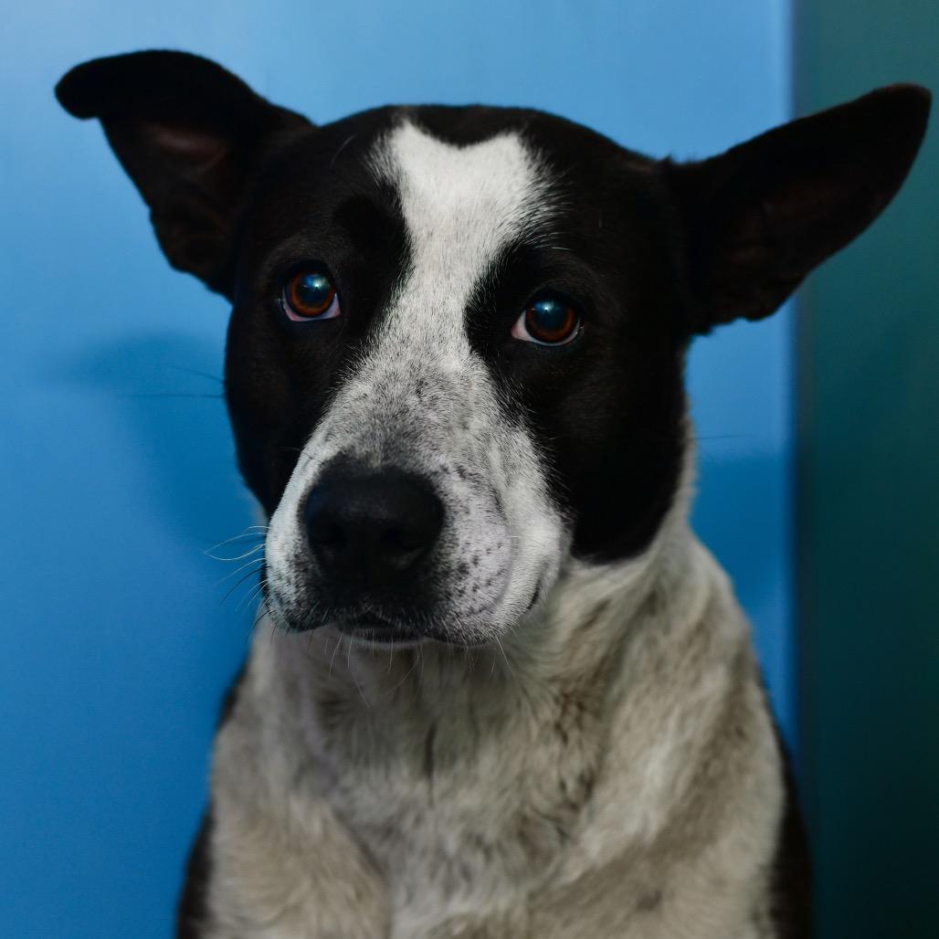 Enlarge Turnip, a Adoptable mixed breed in Ottawa, KS image 2/2