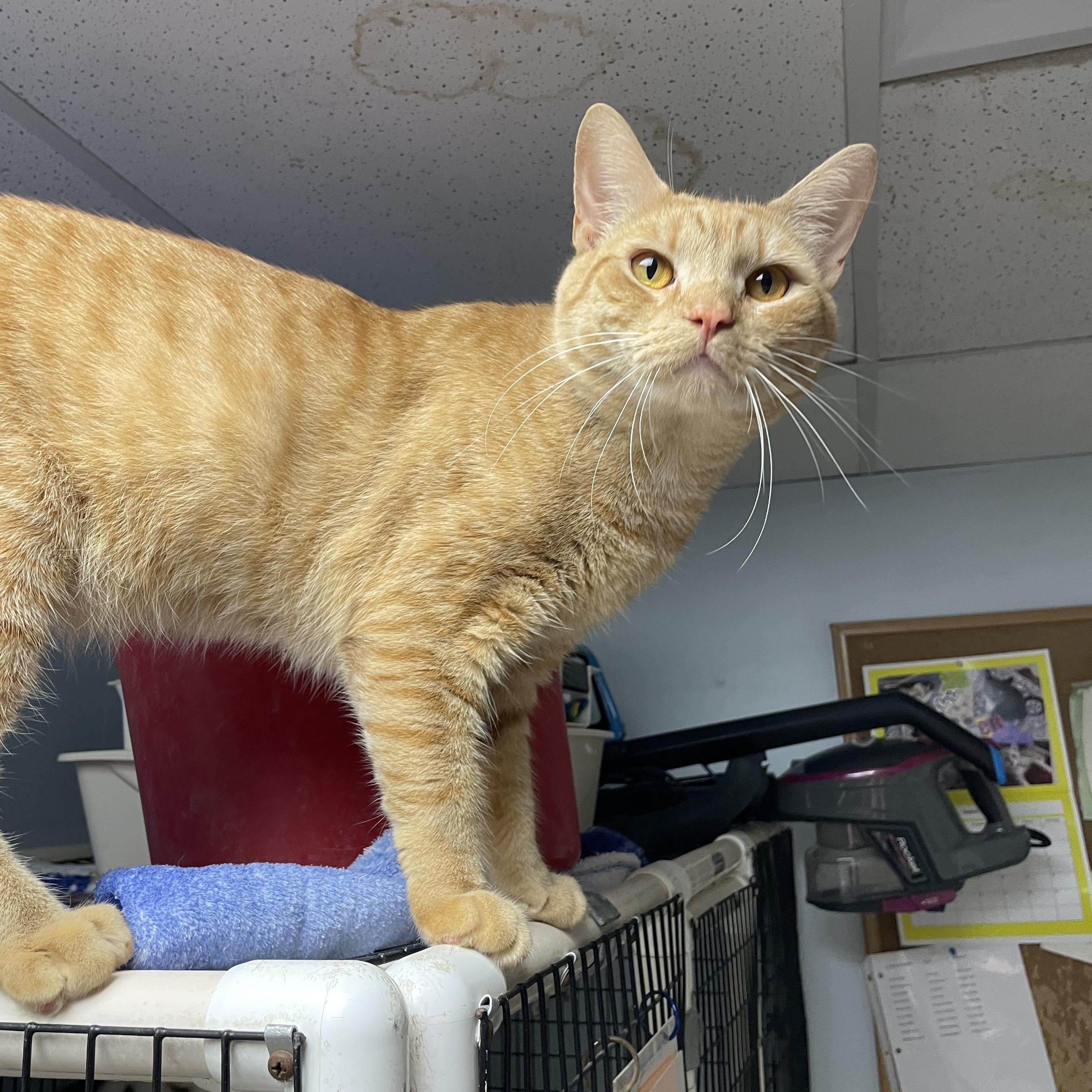 Enlarge Knox, a Adopted Domestic Short Hair in Colonia, NJ image 2/3