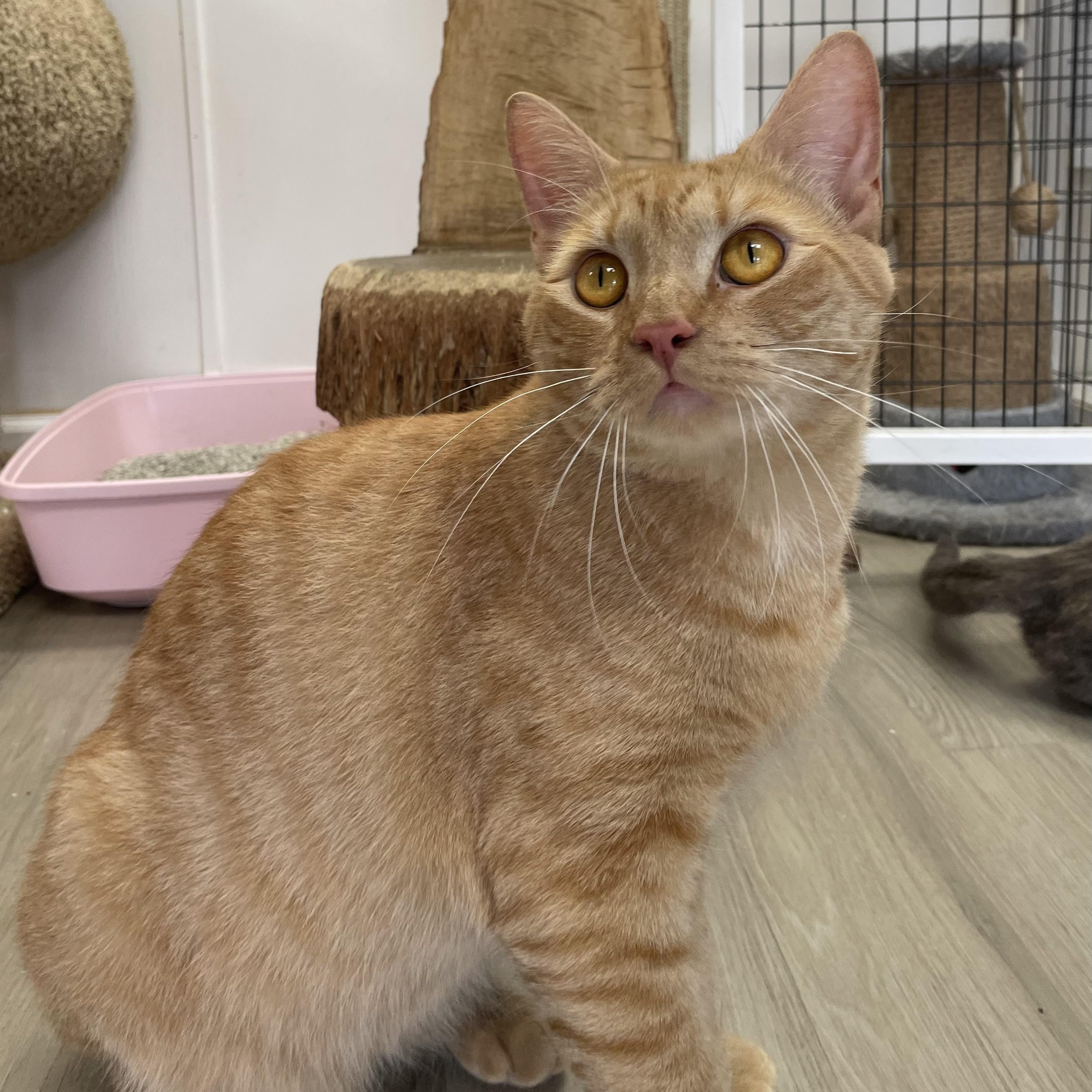 Knox, Adopted, Adult Male Domestic Short Hair.