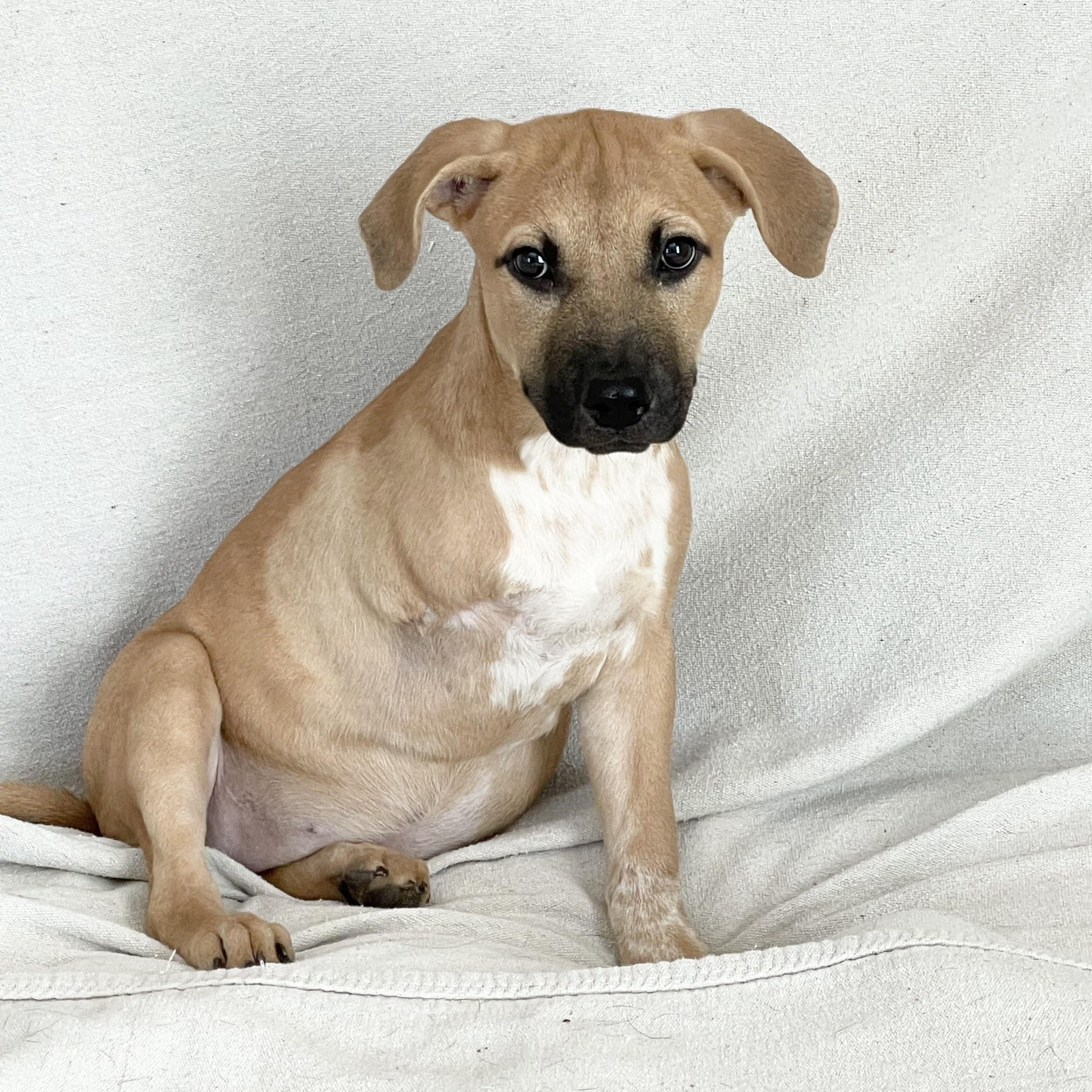 Amazing Carmelita, Adoptable, Puppy Female Labrador Retriever & Black Mouth Cur.