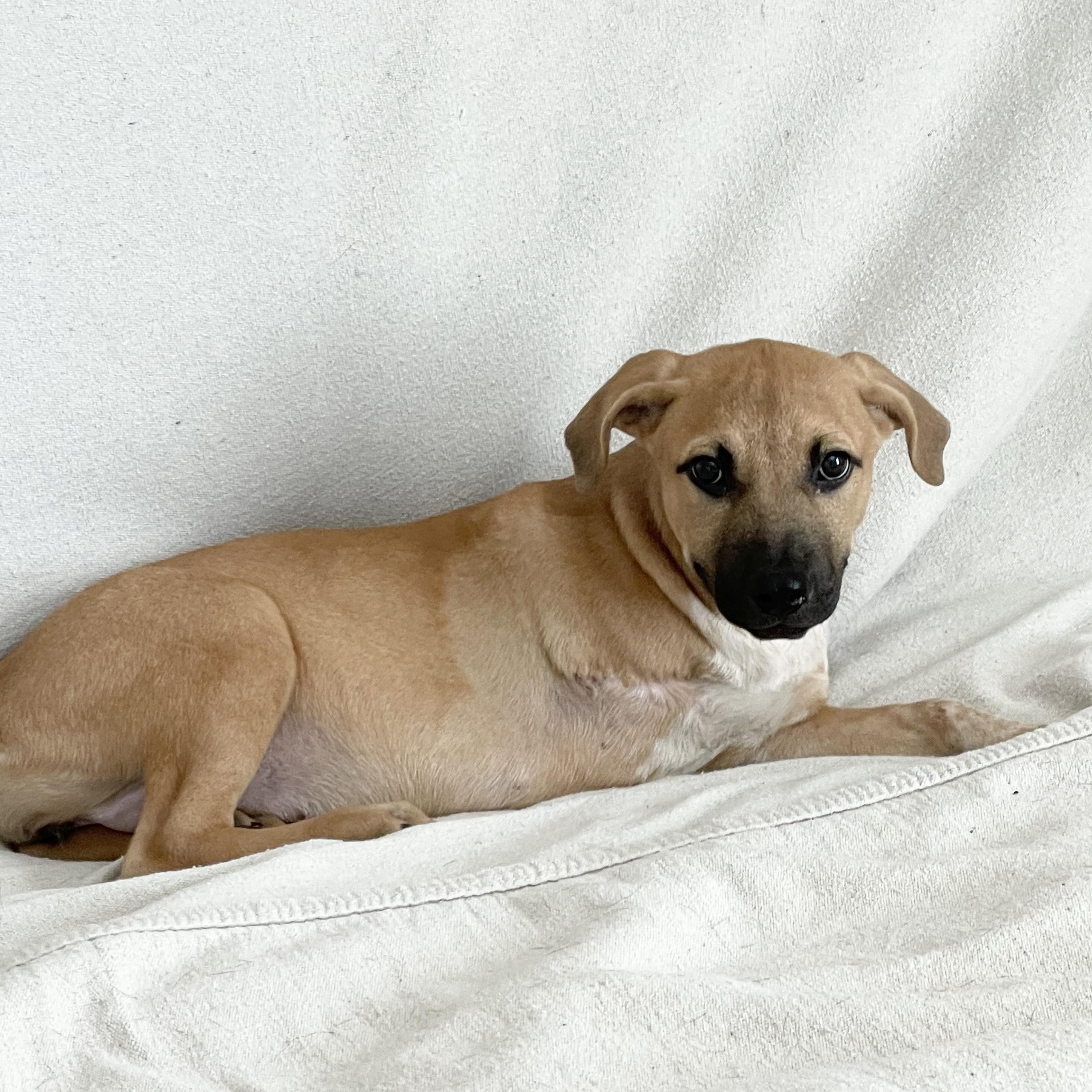 Amazing Carmelita, a Adoptable mixed breed in West Hartford , CT image 2/6