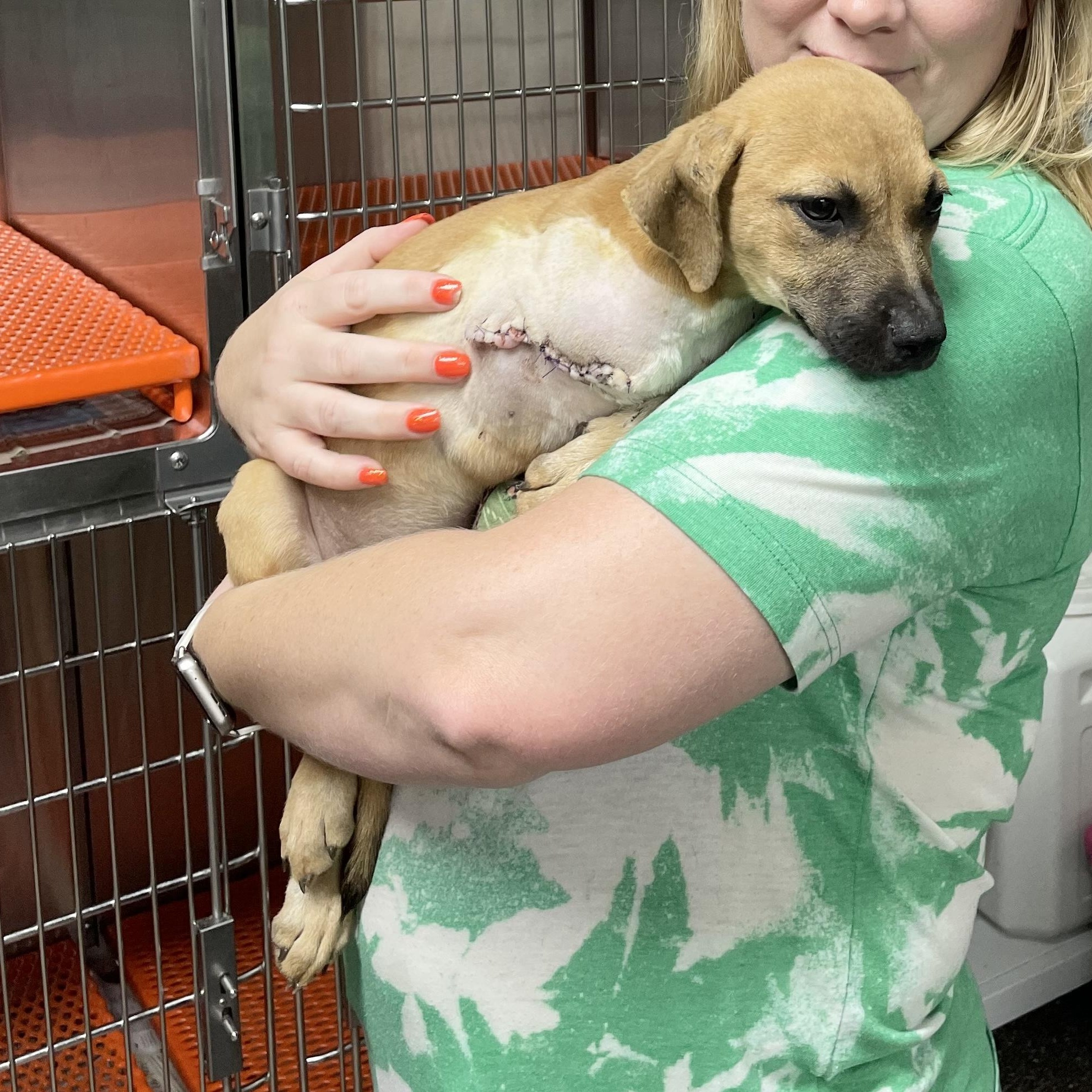 Amazing Carmelita, a Adoptable mixed breed in West Hartford , CT image 3/6