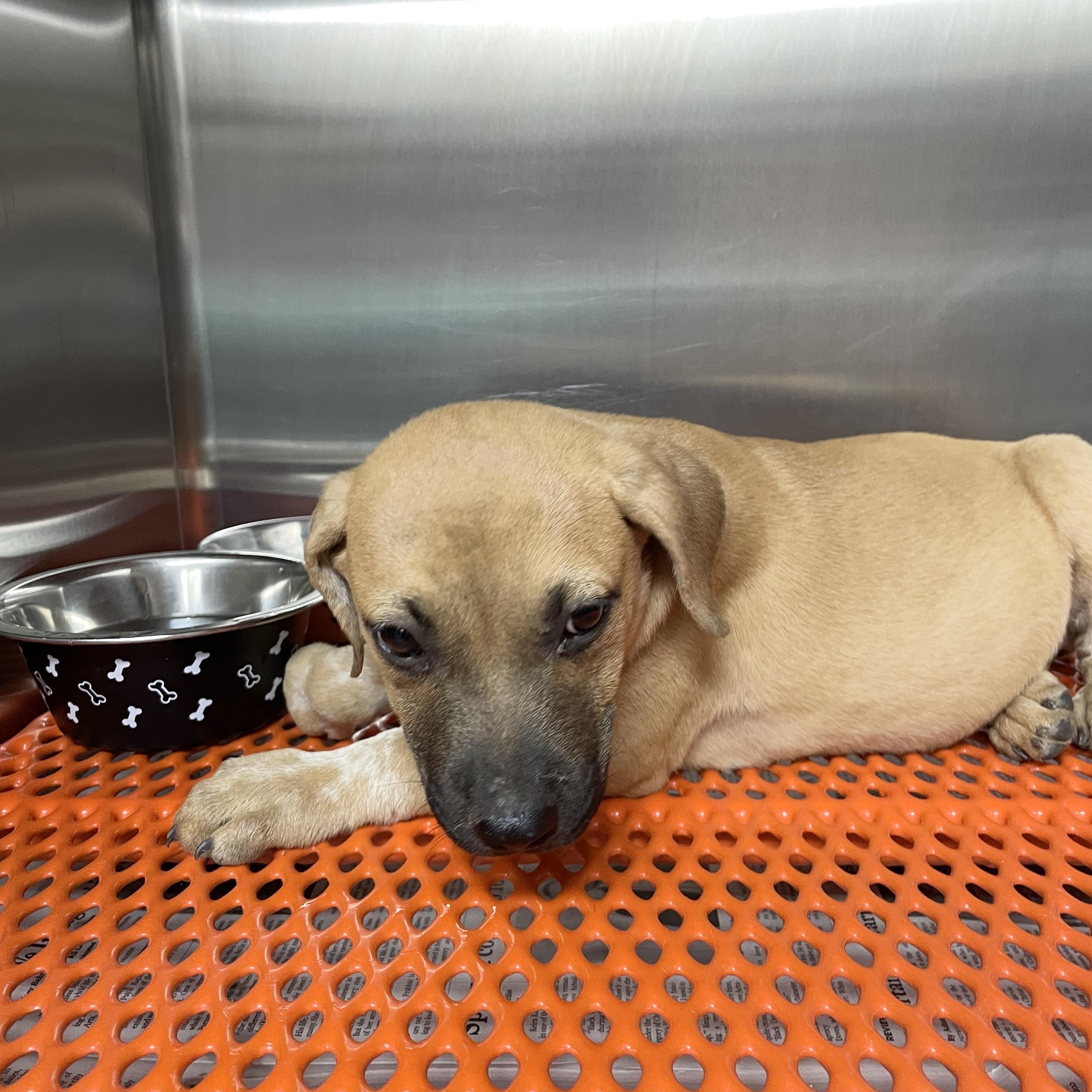 Amazing Carmelita, a Adoptable mixed breed in West Hartford , CT image 4/6